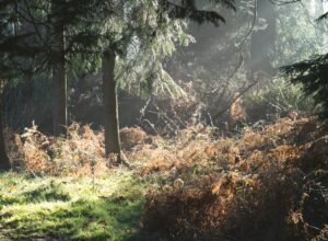 A green forest with sunlight shining through